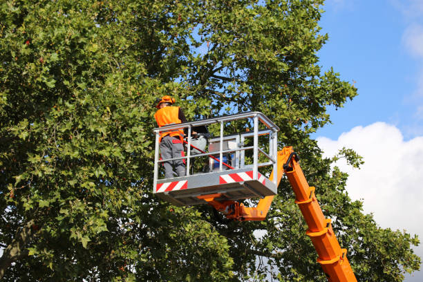 How Our Tree Care Process Works  in Franklin, NH